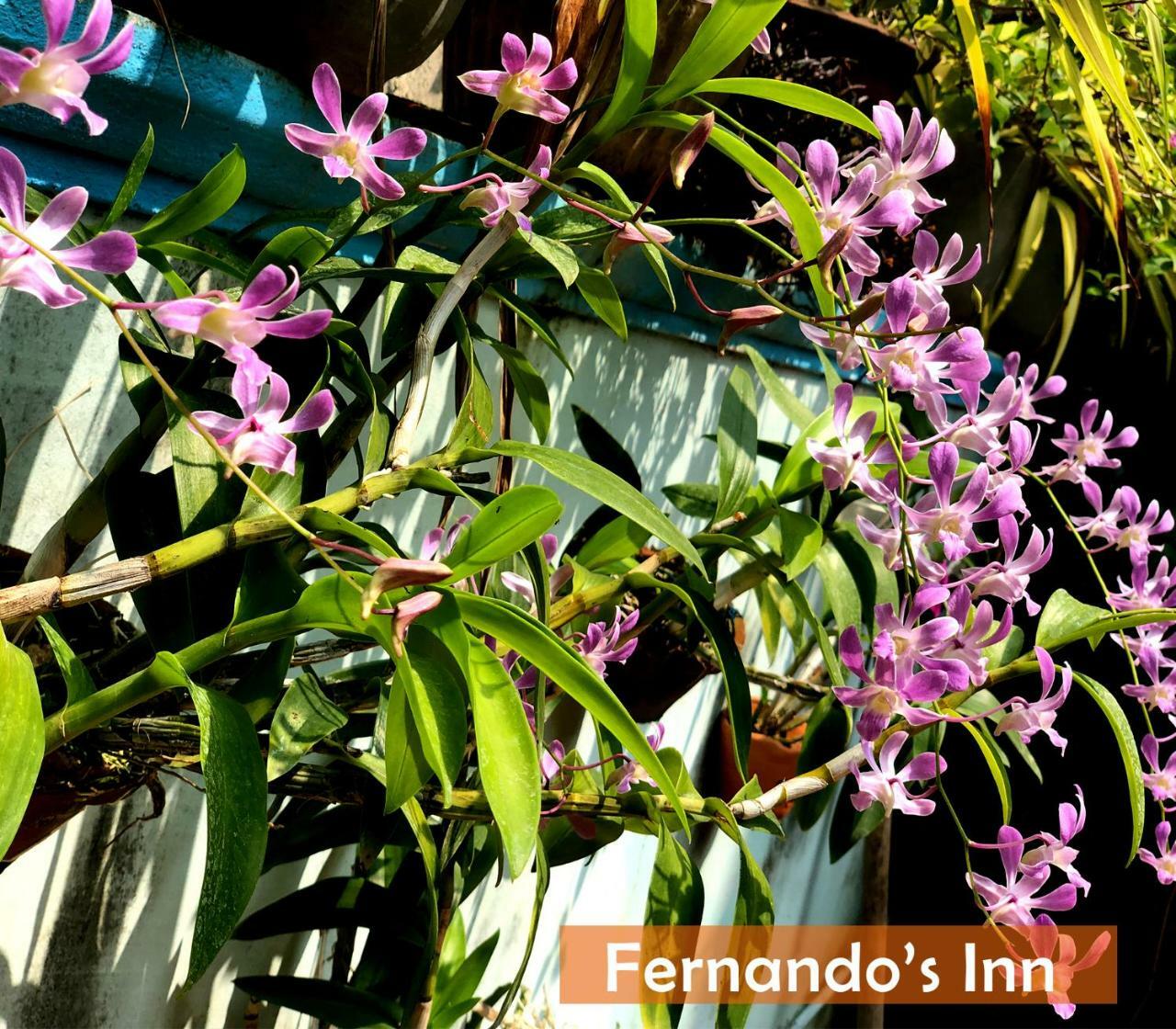 Fernando'S Inn Negombo Exteriör bild
